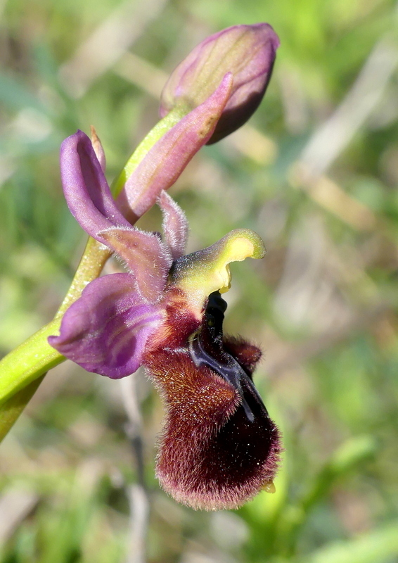 ibridi di Ophrys tenthredinifera nellalto Abruzzo - maggio 2021.